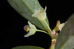 Florida leaf-flower